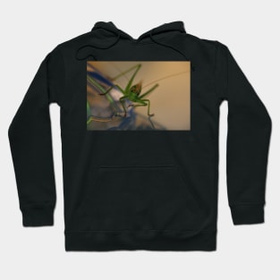 grasshopper, macro front Hoodie